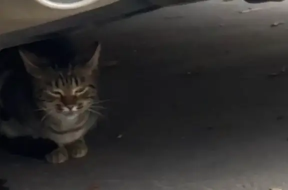 Найдена кошка, Москва, фото: Кошка найдена: Малая Калитниковская, 9