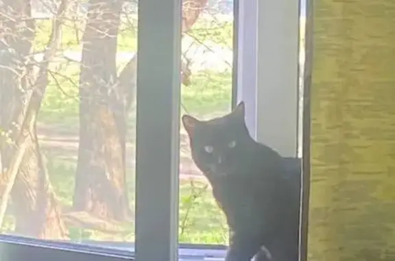 Пропала черная кошка, ул. Миклухо-Маклая