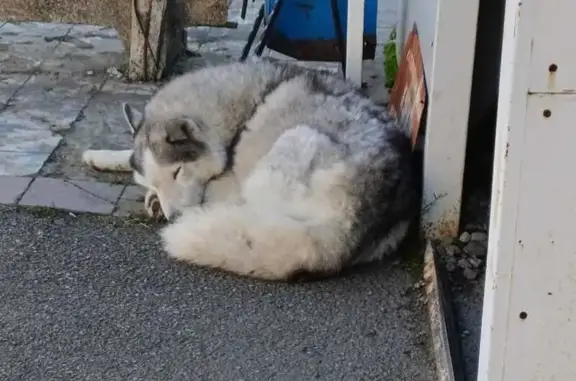 Хаски найдена на Пионерская 12, Ставрополь