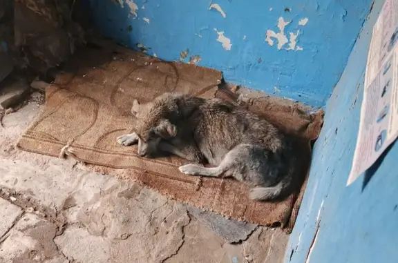 Найдена собака, Брянская ул., Воронеж