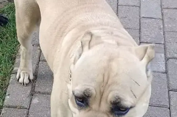 Пропала собака на Прусской улице, 24