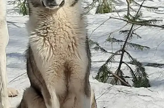 Пропала собака, Пермский край