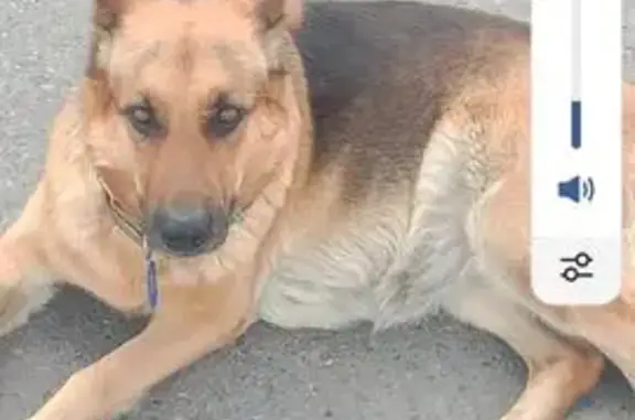 Пропала овчарка, Киселёвск, Кемерово