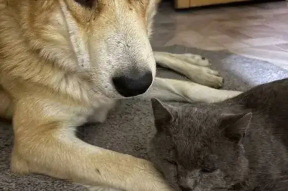 Пропала собака в д. Куликовская, Топса