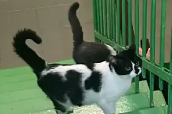 Пропала кошка, Крепостной пер., 104, Ростов