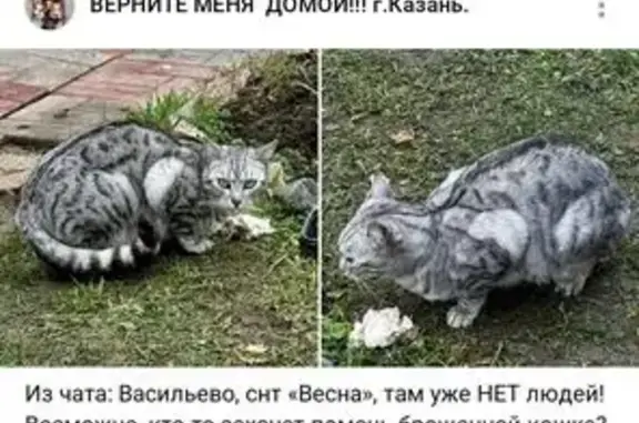 Найдена кошка, Васильево, фото: Кошка найдена, Васильево, Татарстан
