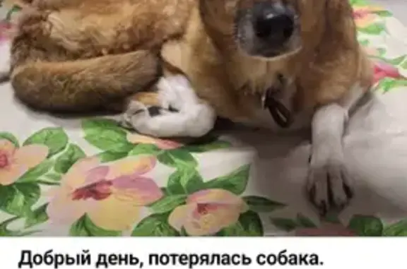 Пропала собака, Новый Уренгой, ЯНАО