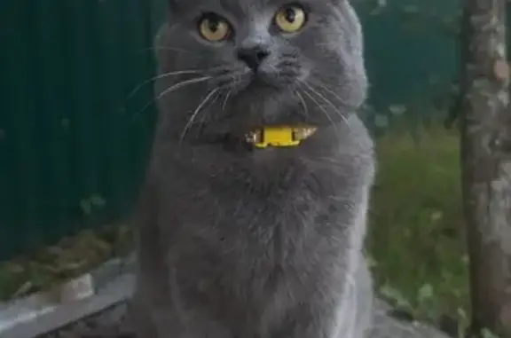 Кошки потеряшки, Бурашево, фото: Потеряшка кошка, Парковая 30, Бурашево