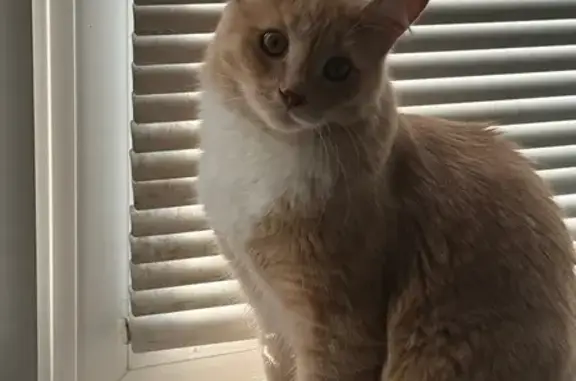 Кошки потеряшки, Ступино, фото: Потеряшка кошка, ул. Достоевского, 6, Ступино