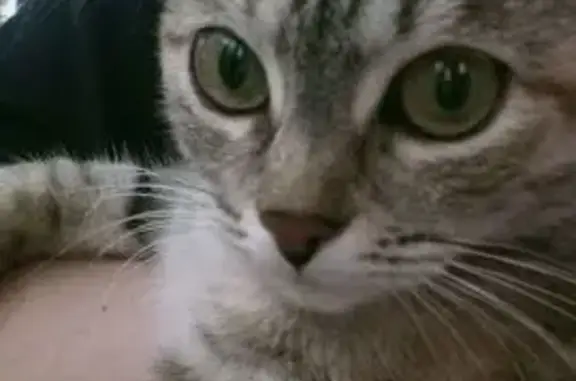 Кошка найдена: ул. Натальи Ковшовой, Уфа