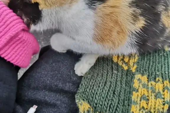 Найдена кошка, Колпино, фото: Кошка найдена: Колпинская ул., 9, Колпино