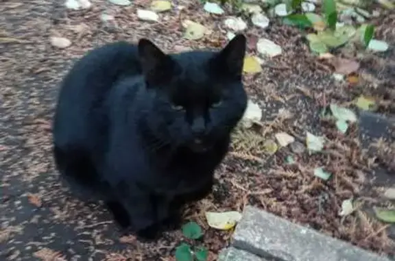 Кошка найдена, Весёлая ул., Москва