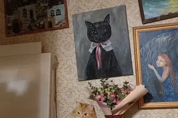 Кошки потеряшки, Ивантеевка, фото: Потеряшка кошка, ул. Победы 17, Ивантеевка