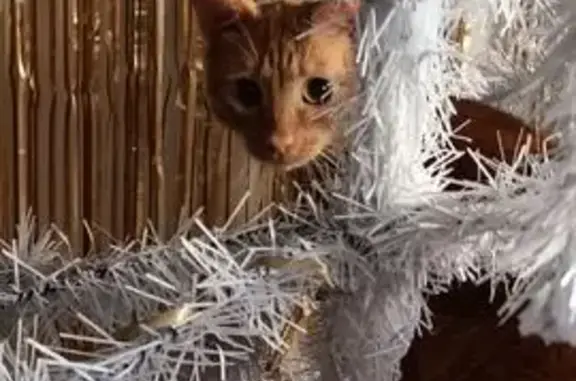 Кошки потеряшки, Владимир, фото: Потеряшка кошка на Крайнова, 14, Владимир