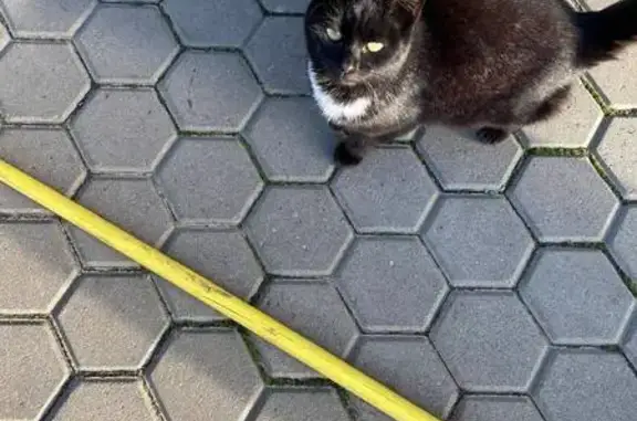 Пропала кошка, Подгорная ул., 7, Валдай