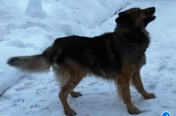 Собаки потеряшки, , фото: Потеряшка овчарка, 12 Лучинское