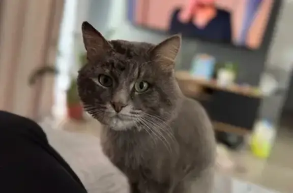 Пропала кошка, Просёлочная 27, Осиново