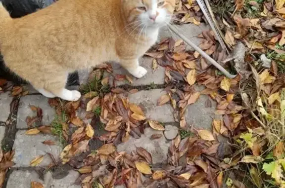Кот найден на Беломорской улице, Казань