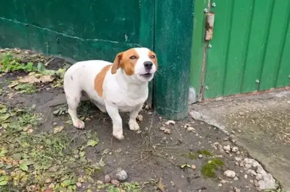 Собака найдена: ул. Маяковского, 19, Липецк