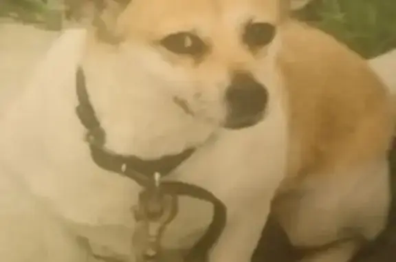 Пропала собака, Плеханово, Тула