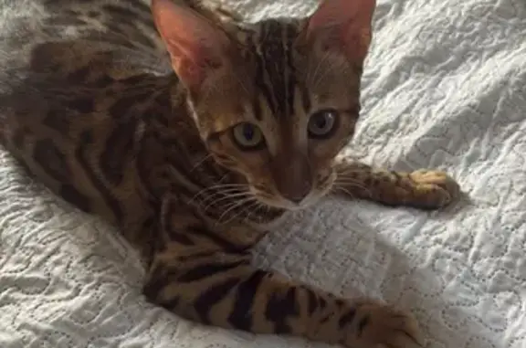 Пропал бенгал на ул. Анфимова, Берёзовый