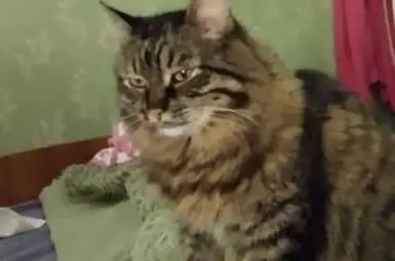 Кошки потеряшки, Ростов-на-Дону, фото: Потеряшка кошка, пр. Горшкова, 6В, Ростов-на-Дону