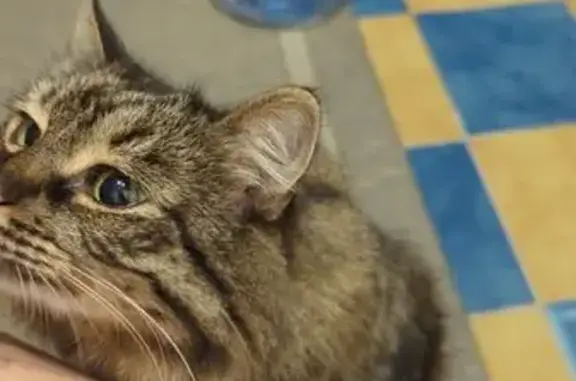 Пропала кошка, пр. Горшкова, 6В, Ростов-на-Дону