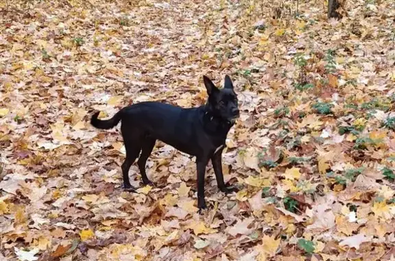 Пропала собака, Ватутина 139, Старый Оскол