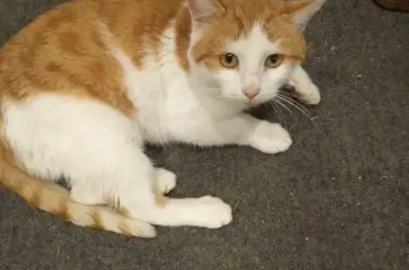 Найдена кошка, , фото: Крупный кот найден: 45, Озерки