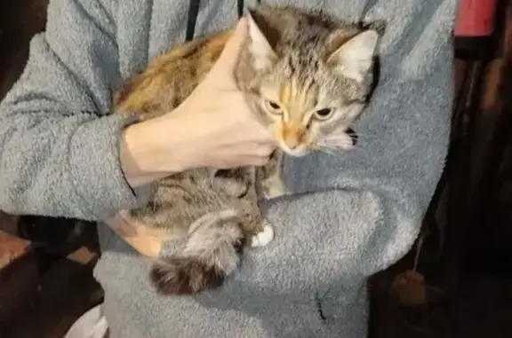 Кошка найдена: Коммунистическая 25, Октябрьский