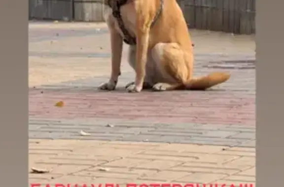 Собака найдена: Молодёжная ул., Барнаул