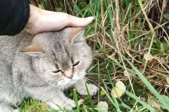 Найдена кошка, Колосовка, фото: Кошка найдена, Колосовка, 27К-102