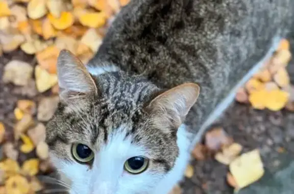 Найдена кошка, Санкт-Петербург, фото: Кошка найдена: пр. Просвещения, 41, СПб