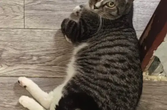 Кошки потеряшки, Кемерово, фото: Потеряшка кошка, Коперная 129, Кемерово