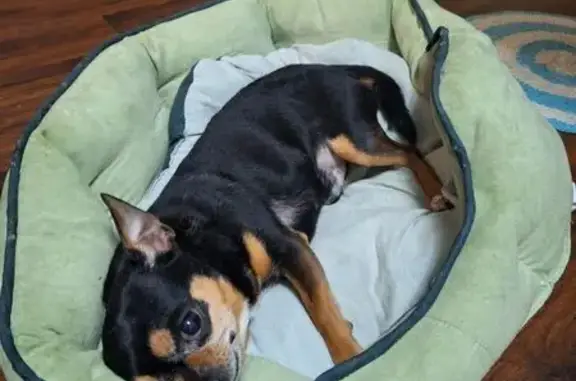 Пропала собака, ул. Артёма 60, Пермь