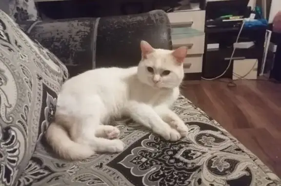 Кошки потеряшки, Вологда, фото: Потеряшка кошка, ул. Гагарина 70, Вологда