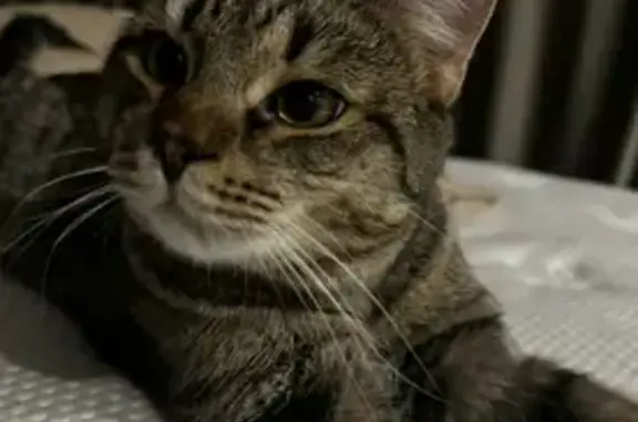 Пропала кошка, ул. Красных Командиров, 16