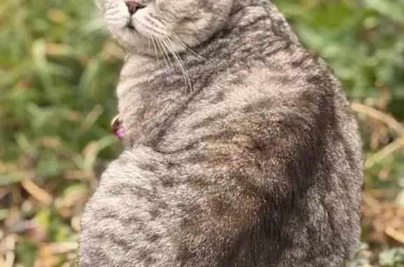 Кошки потеряшки, Саранск, фото: Потеряшка кошка, ул. Краснодонская, 13