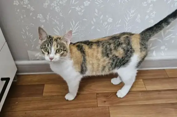Найденные животные Елабуга, фото: Найдена кошка, ул. Автомобилистов, Елабуга