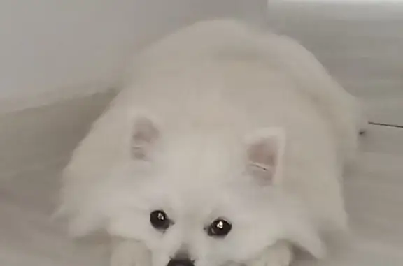 Собаки потеряшки, Чебоксары, фото: Потеряшка собака, ул. Пирогова, 2, Чебоксары