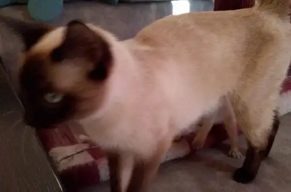 Пропала кошка, ул. Мира, 11 к5, Сертолово