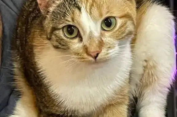 Кошки потеряшки, Тула, фото: Потеряшка кошка, ул. Герцена, 213, Тула