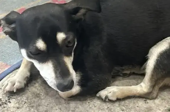 Найдена собака, Саратов, фото: Найдена собака, Набережная ул., Саратов