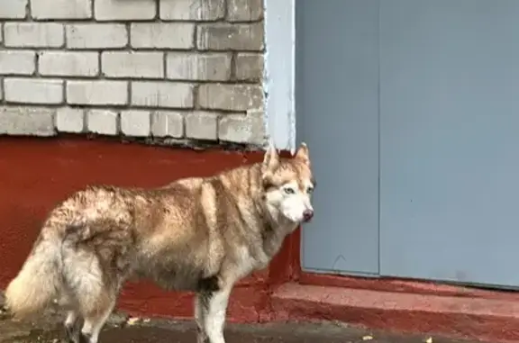 Найдена собака, Тверь, фото: Хаски найдена на ул. Горького, Тверь