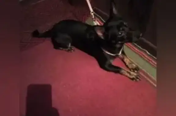 Найдена собака, Томск, фото: Собака найдена у 