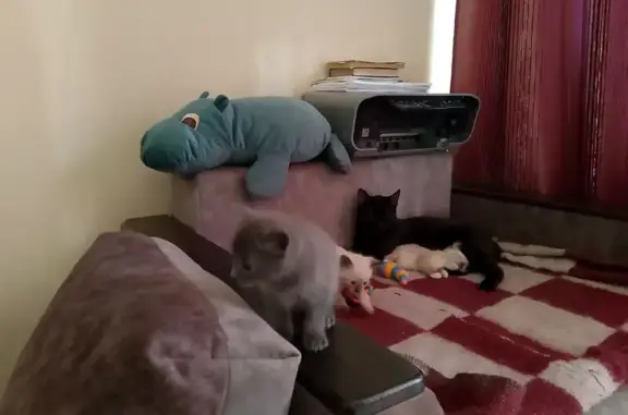 Пропала кошка Алиса, ул. Мира, 11к5