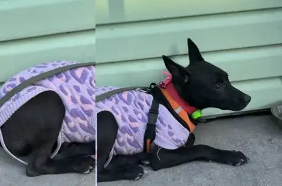 Найдена собака, Севастополь, фото: Севастополь: найдена собака, ул. Фадеева, 18