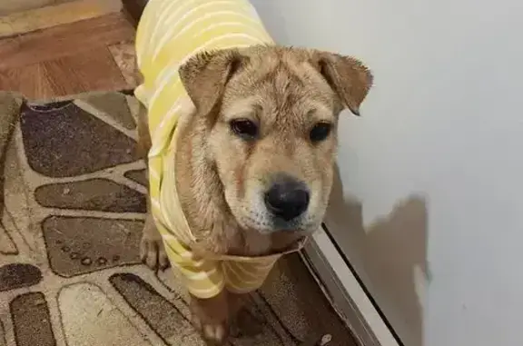 Пропала собака, 3-й Петровский тупик, 9