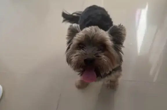 Найдена собака, Анапа, фото: Собака найдена: Верхняя дорога, 38А, Анапа