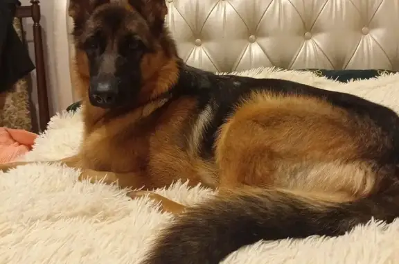 Пропала собака, Заячье-Холмское, Ярославль